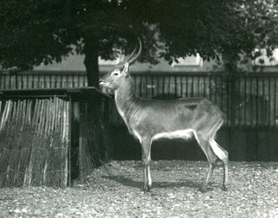 Un lechwe rouge au zoo de Londres, juillet 1924 - Frederick William Bond