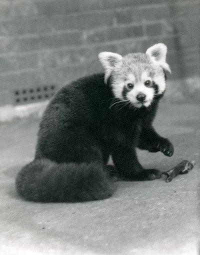Un panda roux assis au zoo de Londres, 1917 - Frederick William Bond