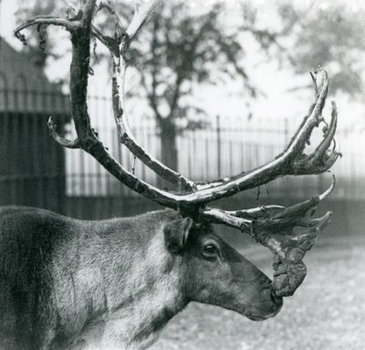 Un renne perdant le velours de ses bois, Zoo de Londres - Frederick William Bond