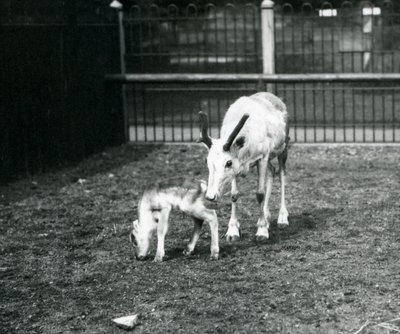 Un renne avec son veau au zoo de Londres, mars 1914 - Frederick William Bond
