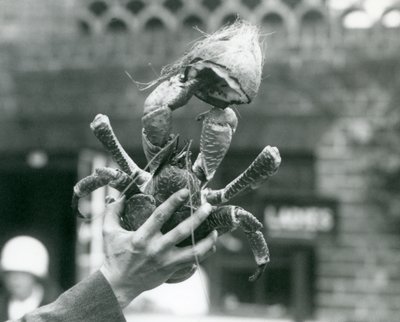 Un crabe de cocotier, tenant une moitié de noix de coco, tenu par un gardien au zoo de Londres en 1927 - Frederick William Bond