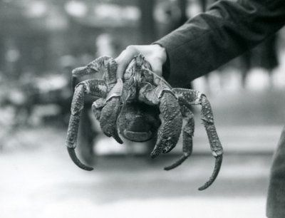 Un crabe de cocotier tenu par un gardien au zoo de Londres - Frederick William Bond