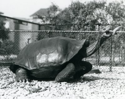 Une Tortue des Galápagos nourrie avec une banane sur un bâton (photo n/b) - Frederick William Bond