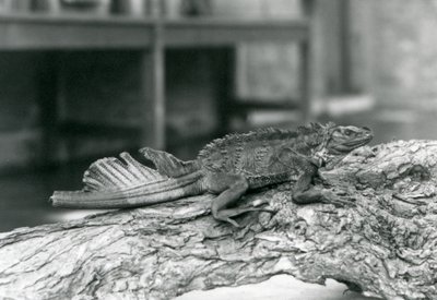Un lézard à voile, avec une queue endommagée, reposant sur une bûche au Zoo de Londres en 1928 (photo n/b) - Frederick William Bond