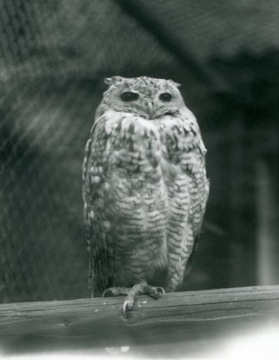 Un hibou grand-duc de Savigny reposant sur une branche au Zoo de Londres, septembre 1925 - Frederick William Bond