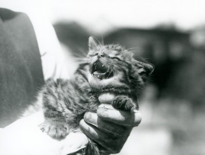 Un chat sauvage écossais tenu dans les mains de son gardien, zoo de Londres - Frederick William Bond