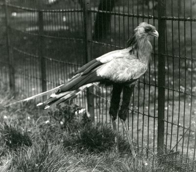 Un secrétaire au Zoo de Londres en septembre 1923 - Frederick William Bond