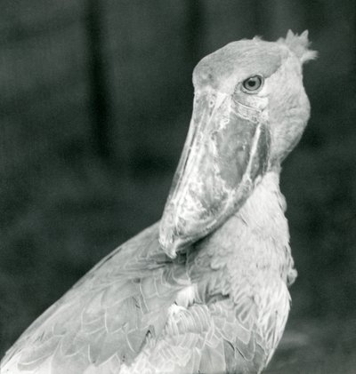 Un bec-en-sabot, Zoo de Londres, juillet 1926 - Frederick William Bond