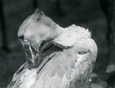 Un bec-en-sabot lissant ses plumes au zoo de Londres en 1926 - Frederick William Bond