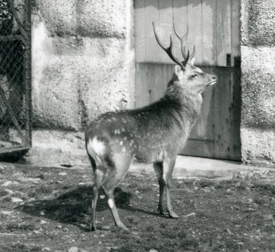 Un cerf tacheté japonais Sika debout dans son enclos, zoo de Londres, août 1927 - Frederick William Bond
