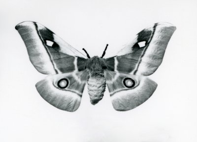 Un papillon de soie, Bunaea caffraria, au Zoo de Londres, avant 1930 - Frederick William Bond