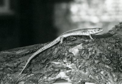 Un scinque reposant sur une bûche au Zoo de Londres en 1929 (photo n/b) - Frederick William Bond