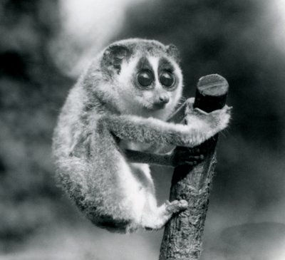 Un loris mince tenant l