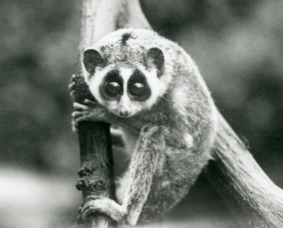 Un loris mince regardant vers le bas depuis une branche, zoo de Londres, août 1926 - Frederick William Bond