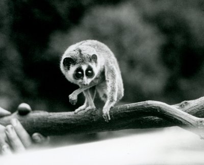 Un loris mince regardant vers le bas depuis une branche tenue dans les mains d