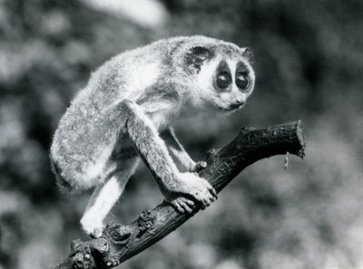 Un loris mince marchant sur une branche, Zoo de Londres, août 1926 - Frederick William Bond