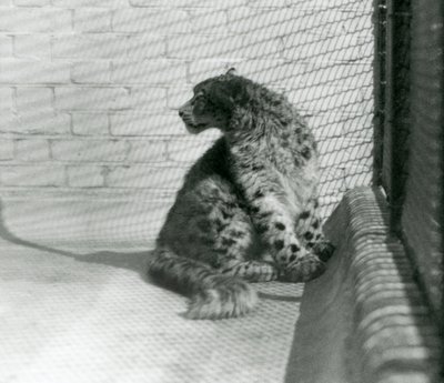 Un léopard des neiges assis, sur le sol, zoo de Londres - Frederick William Bond