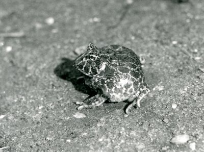 Une grenouille cornue sud-américaine, Zoo de Londres, décembre 1925 - Frederick William Bond