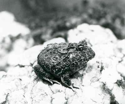 Une grenouille cornue sud-américaine sur un rocher, zoo de Londres, août 1928 - Frederick William Bond