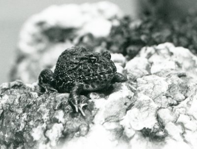 Une grenouille cornue d