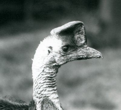 Un casoar austral au Zoo de Londres, juin 1925 - Frederick William Bond