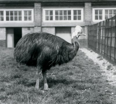 Un casoar austral au Zoo de Londres en juin 1925 - Frederick William Bond