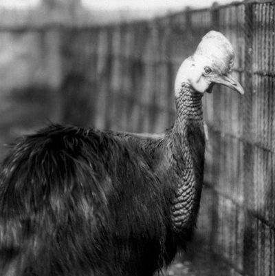 Un casoar austral au Zoo de Londres en juin 1925 - Frederick William Bond