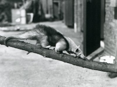 Un tamandua du Sud/ant-eater collier/petit fourmilier, marchant le long d