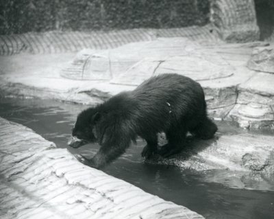 Un ours à lunettes ou ours andin traversant un ruisseau dans son enclos au zoo de Londres, juillet 1925 - Frederick William Bond