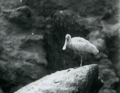 Une spatule debout sur un rocher au zoo de Londres en septembre 1927 - Frederick William Bond