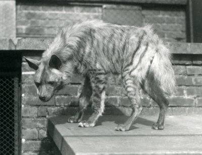 Une hyène rayée debout sur une plateforme dans son enclos au Zoo de Londres, juin 1925 - Frederick William Bond