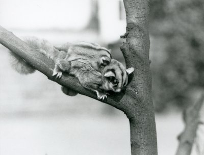 Un planeur à sucre sur une branche avec son bébé sur le dos, zoo de Londres - Frederick William Bond