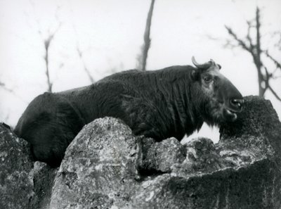 Un takin, également connu sous le nom de chamois de bétail ou chèvre gnou, reposant sur un rocher, Zoo de Londres, 1925 - Frederick William Bond