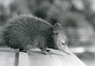 Un tenrec au zoo de Londres en 1929 - Frederick William Bond