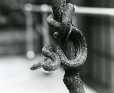 Un serpent rat du Texas enroulé autour d