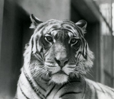 Un tigre au Zoo de Londres en juillet 1924 - Frederick William Bond