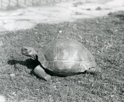 Une tortue sur l