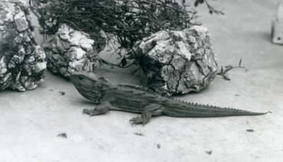 Un tuatara au zoo de Londres en 1927 - Frederick William Bond