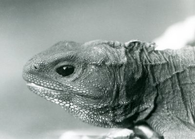 Un Tuatara au Zoo de Londres en 1928 (photo n/b) - Frederick William Bond