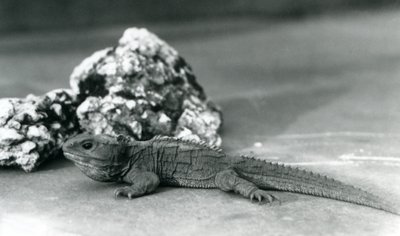 Un tuatara devant un rocher, zoo de Londres en 1928 - Frederick William Bond