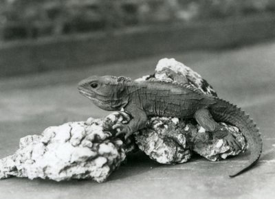 Un Tuatara, allongé sur un rocher, au Zoo de Londres en 1929 (photo n/b) - Frederick William Bond