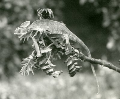 Un caméléon voilé ou du Yémen au bout d