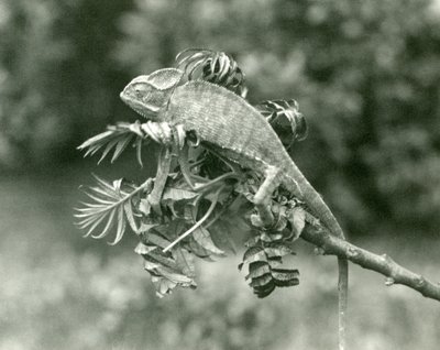 Un caméléon voilé ou du Yémen au bout d