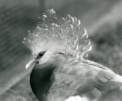 Un pigeon couronné de Victoria au zoo de Londres en septembre 1927 - Frederick William Bond