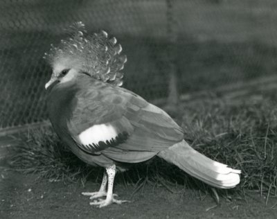 Un pigeon couronné de Victoria debout sur le sol au zoo de Londres en septembre 1927 - Frederick William Bond
