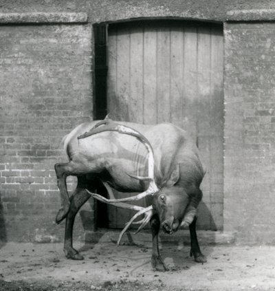 Un wapiti mâle debout dans son enclos au Zoo de Londres en septembre 1927 - Frederick William Bond