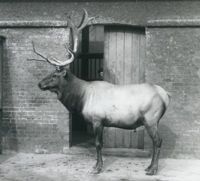 Un wapiti debout dans son enclos au Zoo de Londres en septembre 1927 - Frederick William Bond
