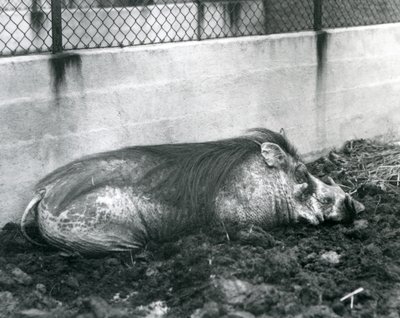 Un phacochère dormant dans la boue, zoo de Londres, juillet 1927 - Frederick William Bond