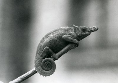 Un caméléon à deux cornes d