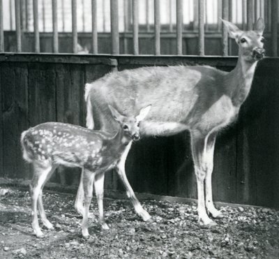 Un cerf de Virginie à queue blanche avec son faon au zoo de Londres en août 1927 - Frederick William Bond